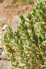 Grey leaved cistus or Cistus Albidus plant in Zurich in Switzerland