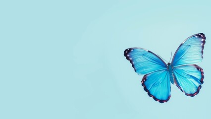 Fototapeta premium A blue butterfly is isolated on a blue background.