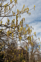 Stachyurus Praecox plant in Zurich in Switzerland