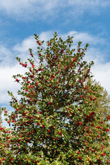 Common holly or Ilex Aquifolium plant in Zurich in Switzerland