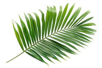 Obraz premium Lush Green Palm Frond Isolated on Transparent Background with Vivid Detailing