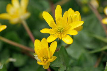 黄色いヒメリュウキンカの花
