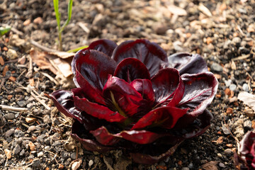 Cichorium Intybus var Foliosum Verona plant in Zurich in Switzerland