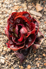 Cichorium Intybus var Foliosum Verona plant in Zurich in Switzerland