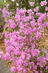 Obraz premium Rhododendrum Hybridum plant in Zurich in Switzerland