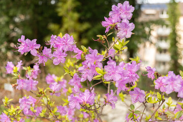 Obraz premium Rhododendrum Hybridum plant in Zurich in Switzerland