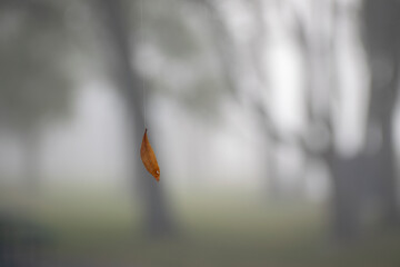 Leaf hanging from spider web on a foggy morning 
