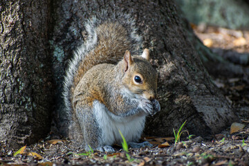 Peculiar grey squirrel (sciurus carolinensis) eating acorn next to tree stump