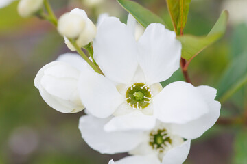 Obraz premium 白い花のリキュウバイ