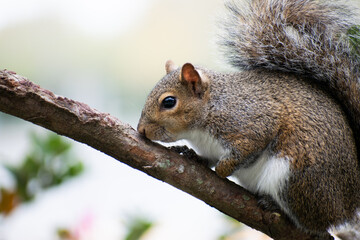 grey squirrel (sciurus carolinensis) on a tree branch