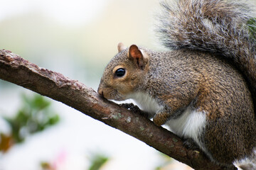Naklejka na ściany i meble grey squirrel (sciurus carolinensis) on a tree branch
