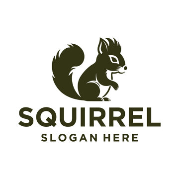 Squirrel animal logo vector illustration