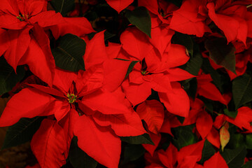 red poinsettias