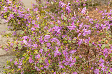 Obraz premium Rhododendron Smirnowii plant in Zurich in Switzerland