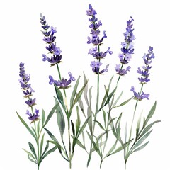 Brushing Watercolor lavender clipart with delicate purple flowers and green stems