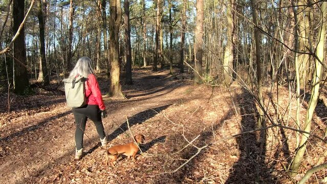 Static camera shot of woman walking with her dog on hiking trail between bare trees, back to camera, sunny day in Duinengordel - Hoge Kempen National Park in Genk, Limburg, Belgium