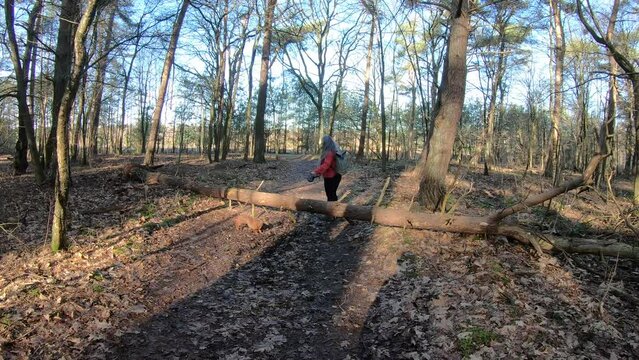 Static camera shot of woman with her dog stepping over a log blocking a hiking trail between bare trees, sunny day in Duinengordel - Hoge Kempen National Park in Genk, Limburg, Belgium