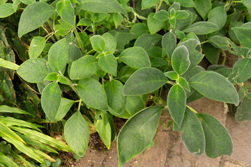 Kohleria Warszewiczii plant in Zurich in Switzerland