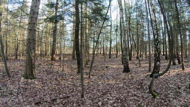 Panning shot of bare trees and pine trees against blue sky in nature reserve, sunny day in Duinengordel - Hoge Kempen National Park in Genk, Limburg, Belgium. Horizontal left and right movements
