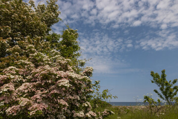 Weißdorn in voller Blüte an der Ostsee im Sommer.