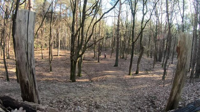 Shot of tree trunk fence with upward camera movement filmed forest with bare trees and woman walking with her dog, a sunny day in Duinengordel - Hoge Kempen National Park in Genk, Limburg, Belgium