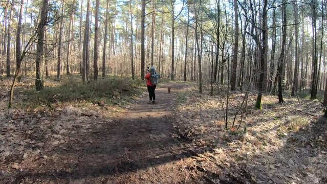 Handheld camera shot of adult woman filming forest pine trees, standing with your dog on trail, sunny day in Duinengordel - Hoge Kempen National Park in Genk, Limburg, Belgium