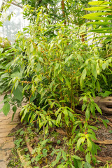 Besleria Solanoides plant in Zurich in Switzerland