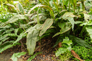 Leptochilus Decurrens plant in Zurich in Switzerland