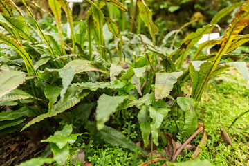 Leptochilus Decurrens plant in Zurich in Switzerland