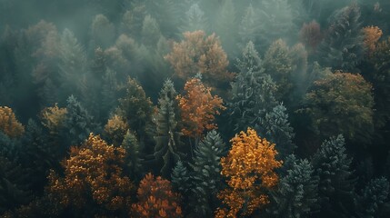 An aerial view of a misty forest with a variety of trees. The colors of the leaves range from...