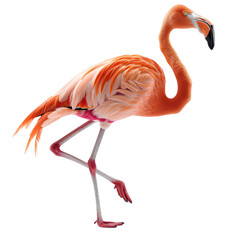Pink flamingo PNG. Flamingo bird isolated. Colorful bird PNG