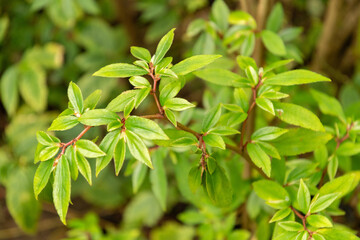 Begonia Fuchsioides plant in Zurich in Switzerland