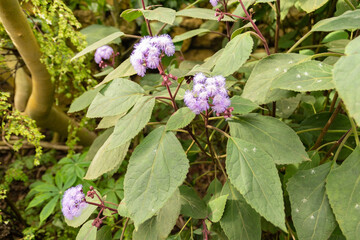 Fototapeta premium Purlpe torch or Bartlettina Sordida plant in Zurich in Switzerland