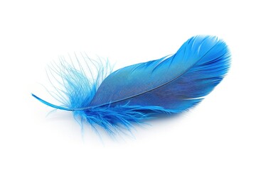 a single blue feather isolated on a white background