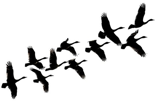 a silhouette of a flock of birds flying, captured in different positions of their wing beats