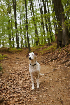 Image of active white dog standing still in forest. Nature photo of pets, dog in woods