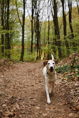 Image of active white dog running in forest. Nature photo of pets, pet in fall woods