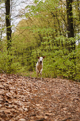 Image of active white dog running in forest. Nature photo of pet having fun in woods with leaves