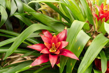 Scarlet star or Guzmania Lingulata plant in Zurich in Switzerland