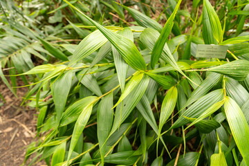 Sobralia Xantholeuca plant in Zurich in Switzerland