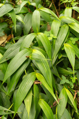 Sobralia Decora plant in Zurich in Switzerland