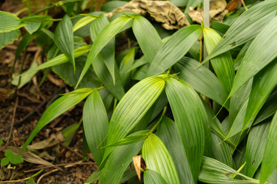 Sobralia Decora plant in Zurich in Switzerland