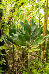 Obraz premium Chamaedorea Metallica plant in Zurich in Switzerland