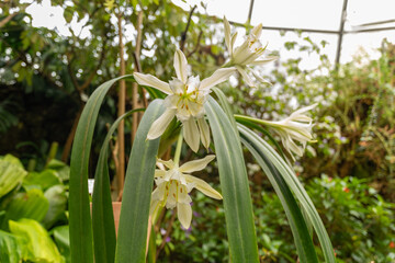 Pamianthe Peruviana flower in Zurich in Switzerland