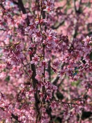 pink cherry blossom