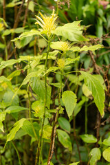 Schaueria Calytricha plant in Zurich in Switzerland