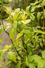 Schaueria Calytricha plant in Zurich in Switzerland