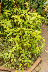 Schaueria Calytricha plant in Zurich in Switzerland