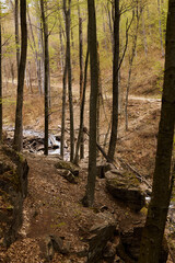 River stream waterfall in forest landscape, tranquil waterfall scenery in the middle of green forest