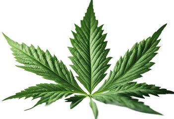 cannabis leaf - obrazy, fototapety, plakaty